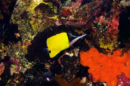 simsearch:625-01745392,k - Big Longnose Butterflyfish (Forcipiger longirostris) swimming underwater, North Sulawesi, Sulawesi, Indonesia Stock Photo - Premium Royalty-Free, Code: 625-01745402