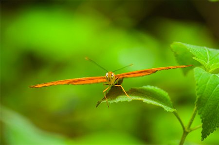 simsearch:625-01745451,k - Close-up of a Julia butterfly (Dryas julia) on a leaf Stock Photo - Premium Royalty-Free, Code: 625-01745416