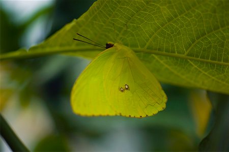 Close-up of a Cloudless Sulphur (Phoebis Sennae) butterfly on a leaf Stock Photo - Premium Royalty-Free, Code: 625-01745417