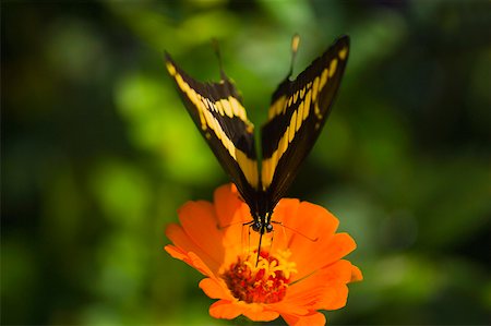 Close-up of a Giant Swallowtail (Papilio Cresphontes) butterfly pollinating a flower Stock Photo - Premium Royalty-Free, Code: 625-01745418