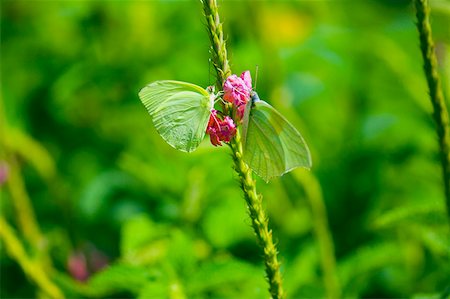 simsearch:625-01745451,k - Gros plan de deux papillons de soufre Lyside (Kricogonia lyside) pollinisation des fleurs Photographie de stock - Premium Libres de Droits, Code: 625-01745419