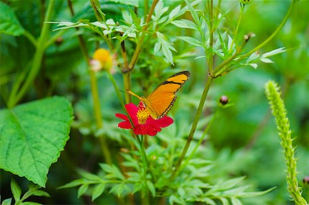 simsearch:625-01745451,k - Gros plan d'un papillon de Julia (Dryas julia) la pollinisation d'une fleur Photographie de stock - Premium Libres de Droits, Code: 625-01745424