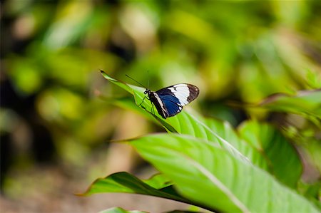 simsearch:625-01745451,k - Close-up of a Cydno Longwing (Heliconius Cydno) butterfly on a leaf Stock Photo - Premium Royalty-Free, Code: 625-01745425