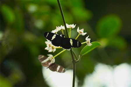 simsearch:625-01745451,k - Gros plan d'un papillon de Doris (Heliconius Doris) pollinisation des fleurs Photographie de stock - Premium Libres de Droits, Code: 625-01745426