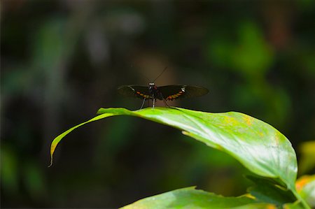 Close-up of a Heliconius butterfly on a leaf Stock Photo - Premium Royalty-Free, Code: 625-01745427