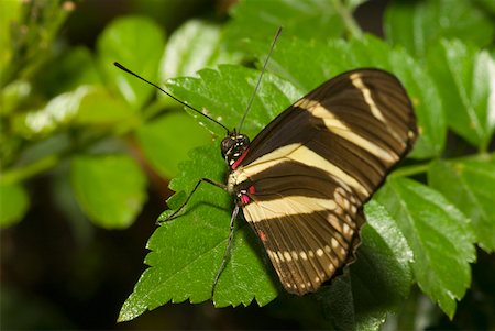 simsearch:625-01745451,k - Close-up of a Zebra Longwing butterfly (Heliconius charitonius) on a leaf Stock Photo - Premium Royalty-Free, Code: 625-01745428