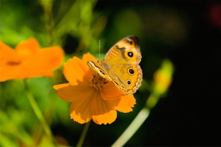 simsearch:625-01745451,k - Gros plan d'un papillon commun (Junonia Coenia) la pollinisation d'une fleur Photographie de stock - Premium Libres de Droits, Code: 625-01745420