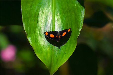 simsearch:625-01745451,k - Close-up of a Blue-Frosted Catone (Catonephele numilia) butterfly on a leaf Stock Photo - Premium Royalty-Free, Code: 625-01745421