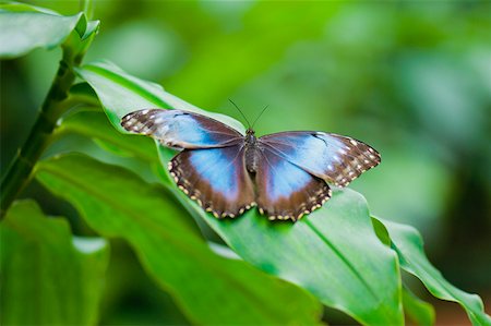 Close-up of a Blue Morpho (Morpho Menelaus) butterfly on a leaf Stock Photo - Premium Royalty-Free, Code: 625-01745422