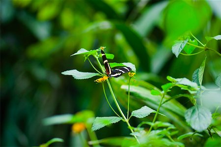 simsearch:625-01745451,k - Close-up of a Heliconius Hewitsoni butterfly on a plant Stock Photo - Premium Royalty-Free, Code: 625-01745423