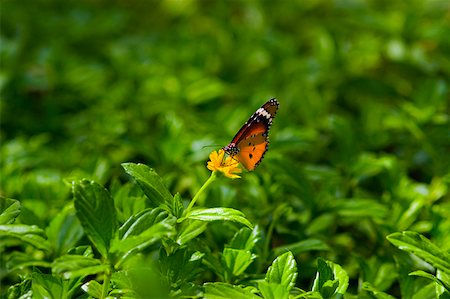 simsearch:625-01745451,k - Close-up of a Tiger Swallowtail pollinating a flower Stock Photo - Premium Royalty-Free, Code: 625-01745434