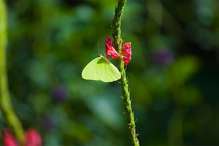 simsearch:625-01745451,k - Gros plan d'un papillon de soufre Lyside (Kricogonia lyside) la pollinisation d'une fleur Photographie de stock - Premium Libres de Droits, Code: 625-01745435