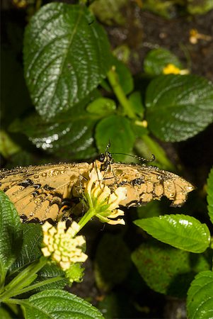 simsearch:625-01745451,k - Close-up of a butterfly pollinating a flower Stock Photo - Premium Royalty-Free, Code: 625-01745439