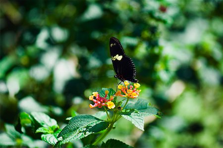 simsearch:625-01745451,k - Close-up of a Heliconius Hewitsoni butterfly pollinating flowers Stock Photo - Premium Royalty-Free, Code: 625-01745430