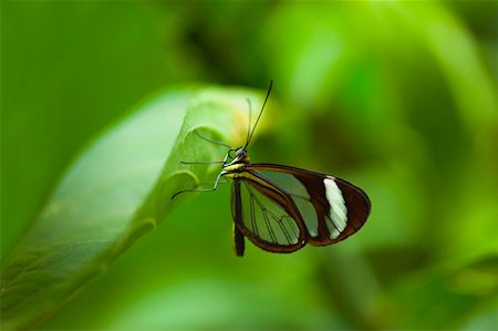 Close-up of a Glasswing (Greta Oto) butterfly on a leaf Stock Photo - Premium Royalty-Free, Code: 625-01745431
