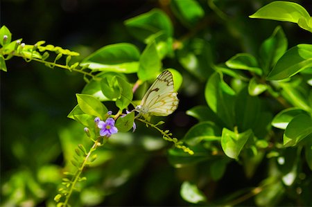 simsearch:625-01745451,k - Gros plan d'un papillon de pin blanc (Neophasia Menapia) sur une plante Photographie de stock - Premium Libres de Droits, Code: 625-01745444