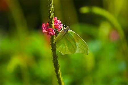 simsearch:625-01745451,k - Close-up of a Lyside Sulphur (Kricogonia lyside) butterfly pollinating a flower Stock Photo - Premium Royalty-Free, Code: 625-01745445