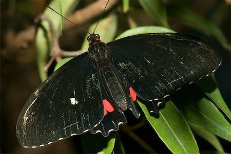 simsearch:625-01745451,k - Close-up of a butterfly perching on a leaf Stock Photo - Premium Royalty-Free, Code: 625-01745441