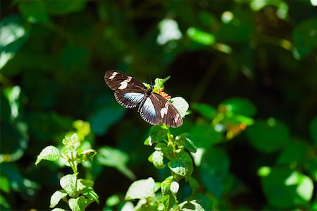 simsearch:625-01745451,k - Doris butterfly (Heliconius Doris) on a plant Stock Photo - Premium Royalty-Free, Code: 625-01745442