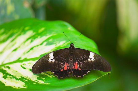 simsearch:625-01745451,k - Close-up of a Doris butterfly (Heliconius Doris) on a leaf Stock Photo - Premium Royalty-Free, Code: 625-01745455