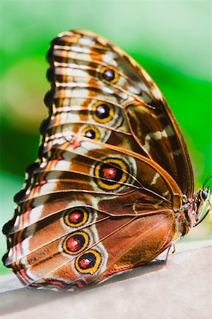 Close-up of a Blue Morpho (Morpho Menelaus) butterfly on a leaf Stock Photo - Premium Royalty-Free, Code: 625-01745456