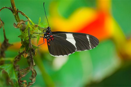 Close-up of a Heliconius butterfly on a leaf Stock Photo - Premium Royalty-Free, Code: 625-01745457