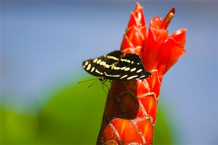 simsearch:625-01745451,k - Gros plan de la pollinisation d'une fleur papillon mexicain Catone (Catonephele Mexicana) Photographie de stock - Premium Libres de Droits, Code: 625-01745458