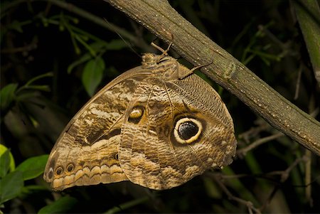 Close-up of an Owl butterfly perching on a branch Stock Photo - Premium Royalty-Free, Code: 625-01745459