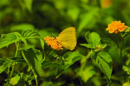 simsearch:625-01745451,k - Gros plan d'un papillon de soufre sans nuages (Phoebis Sennae) la pollinisation d'une fleur Photographie de stock - Premium Libres de Droits, Code: 625-01745450