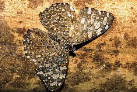 simsearch:625-01745451,k - Close-up of a butterfly Stock Photo - Premium Royalty-Free, Code: 625-01745452