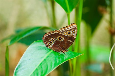 simsearch:625-01745451,k - Close-up of a Blue Morpho (Morpho Menelaus) butterfly on a leaf Stock Photo - Premium Royalty-Free, Code: 625-01745453