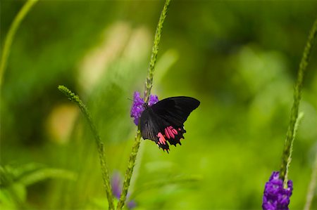 simsearch:625-01745451,k - Close-up of a Ruby-Spotted Swallowtail (Papilio Anchisiades) butterfly pollinating flowers Stock Photo - Premium Royalty-Free, Code: 625-01745465