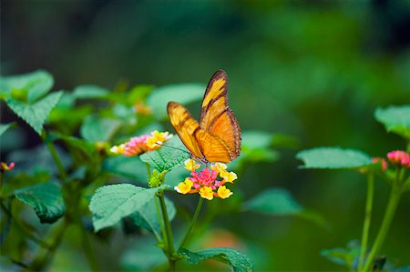 simsearch:625-01745451,k - Gros plan d'un papillon de Julia (Dryas julia) la pollinisation d'une fleur Photographie de stock - Premium Libres de Droits, Code: 625-01745467