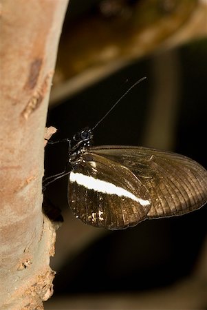 Close-up of a butterfly perching on a tree trunk Stock Photo - Premium Royalty-Free, Code: 625-01745469