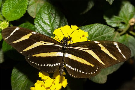 Close-up of a Zebra Longwing butterfly (Heliconius charitonius) pollinating a flower Stock Photo - Premium Royalty-Free, Code: 625-01745460