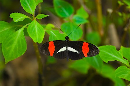 simsearch:625-01745451,k - Gros plan d'un papillon Postman (Heliconius melpomene) sur une plante Photographie de stock - Premium Libres de Droits, Code: 625-01745461