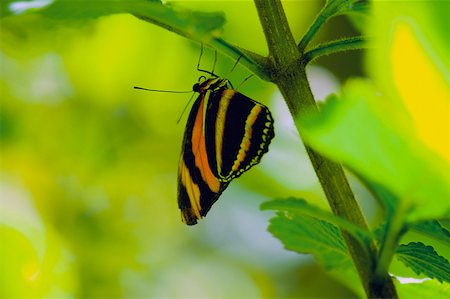 simsearch:625-01745451,k - Gros plan d'un papillon Isabella (Eueides Isabella) sur une branche Photographie de stock - Premium Libres de Droits, Code: 625-01745463