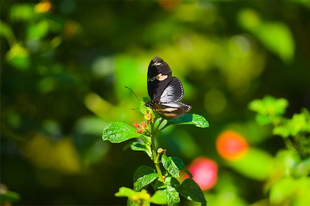 simsearch:625-01745451,k - Close-up of a Doris butterfly (Heliconius Doris) pollinating flowers Stock Photo - Premium Royalty-Free, Code: 625-01745475