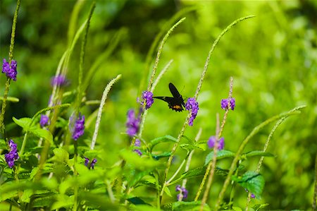 simsearch:625-01745451,k - Ruby-Spotted Swallowtail (Papilio Anchisiades) butterfly pollinating flowers Stock Photo - Premium Royalty-Free, Code: 625-01745478