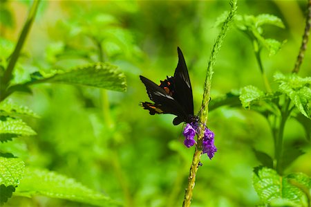 simsearch:625-01745451,k - Gros plan d'un papillon Ruby-Spotted machaon (Papilio Anchisiades) pollinisation des fleurs Photographie de stock - Premium Libres de Droits, Code: 625-01745470