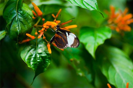simsearch:625-01745451,k - Close-up of a Cydno Longwing (Heliconius Cydno) butterfly pollinating flowers Stock Photo - Premium Royalty-Free, Code: 625-01745472