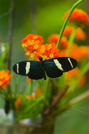 simsearch:625-01745451,k - Close-up of a Doris butterfly (Heliconius Doris) pollinating flowers Stock Photo - Premium Royalty-Free, Code: 625-01745485