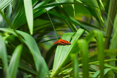 simsearch:625-01745451,k - Banded Orange Heliconian butterfly (Dryadula Phaetusa) on a plant Stock Photo - Premium Royalty-Free, Code: 625-01745486