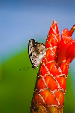 simsearch:625-01745451,k - Close-up of a Mexican Catone (Catonephele Mexicana) butterfly pollinating a flower Stock Photo - Premium Royalty-Free, Code: 625-01745487