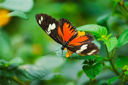 Close-up of a Doris butterfly (Heliconius Doris) on a plant Stock Photo - Premium Royalty-Free, Code: 625-01745488
