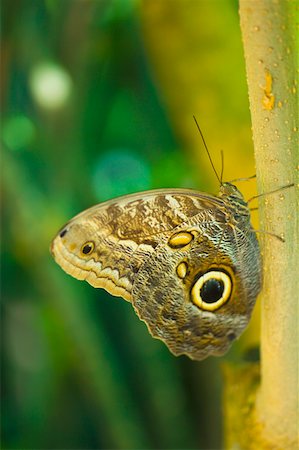 simsearch:625-01745451,k - Close-up of an Owl butterfly (Caligo Eurilochus) on a leaf Stock Photo - Premium Royalty-Free, Code: 625-01745480