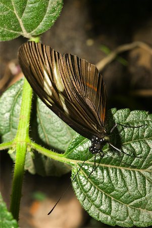 simsearch:625-01745451,k - Close-up of a butterfly perching on a leaf Stock Photo - Premium Royalty-Free, Code: 625-01745481