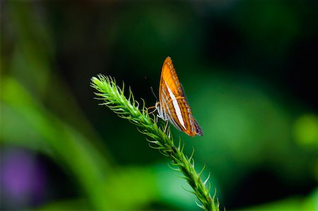 simsearch:625-01745451,k - Close-up of a butterfly on a stem Stock Photo - Premium Royalty-Free, Code: 625-01745483