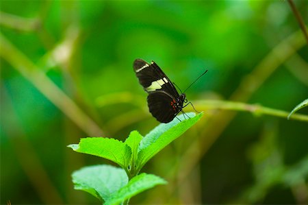 simsearch:625-01745451,k - Close-up of a Doris butterfly (Heliconius Doris) on a leaf Stock Photo - Premium Royalty-Free, Code: 625-01745494