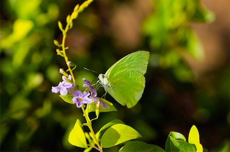simsearch:625-01745451,k - Close-up of a Lyside Sulphur (Kricogonia lyside) butterfly pollinating a flower Stock Photo - Premium Royalty-Free, Code: 625-01745497